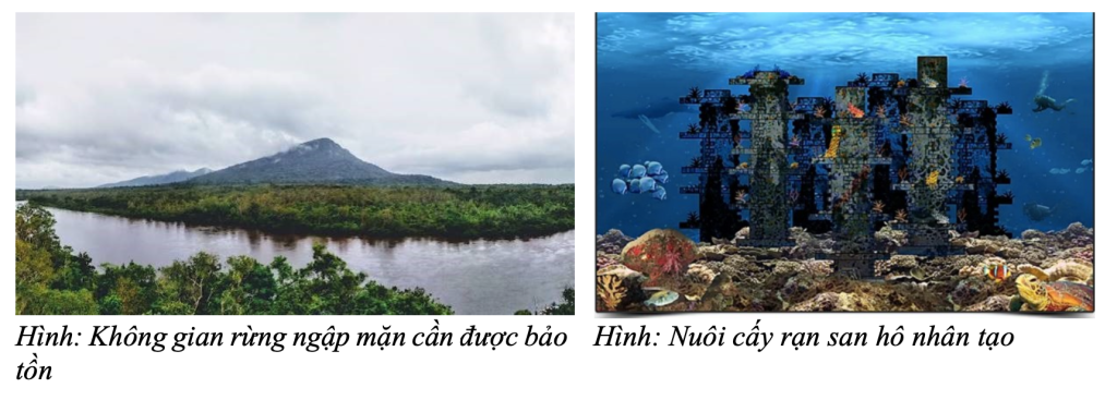 Không gian rừng ngập mặn cần được bảo Hình: Nuôi cấy rạn san hô nhân tạo tồn